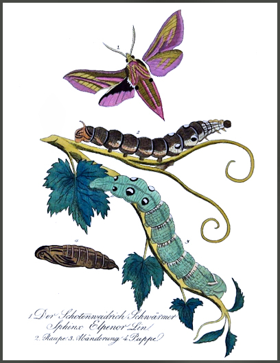 A plate from ANON (1838).