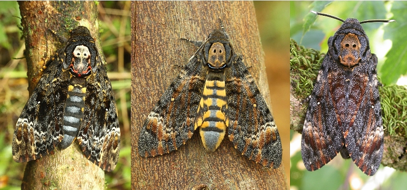 All three species of Acherontia - Acherontia lachesis, Acherontia styx, Acherontia atropos. Photo: &copy; Jean Haxiare.