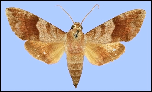 Male Clarina kotschyi, Iran. Photo: &copy; Robert Young, Sphingidae Taxonomic Inventory, NHMUK.