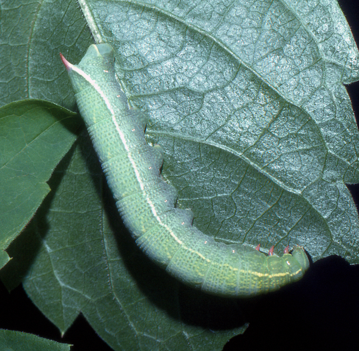 Full-grown larva of Clarina kotschyi, Shiraz, Iran, 1984. Photo: &copy; Tony Pittaway.