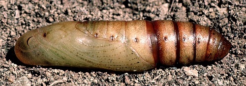 Pupa of Clarina kotschyi, Shiraz, Iran, 1984. Photo: &copy; Tony Pittaway.