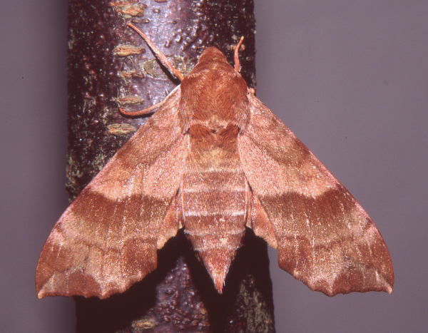 Female Clarina syriaca, Yesiloz, near Alanya, Turkey, vi.2004. Photo: &copy; Tony Pittaway.