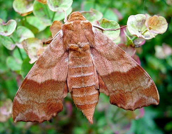 Female Clarina syriaca, Yesiloz, near Alanya, Turkey, vi.2004. Photo: &copy; Tony Pittaway.
