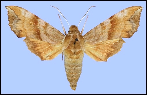 Male Clarina syriaca, Lebanon. Photo: &copy; Robert Young, Sphingidae Taxonomic Inventory, NHMUK.