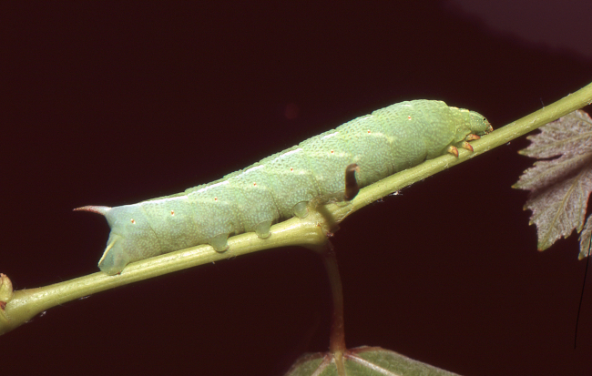 Full-grown larva of Clarina syriaca, Yesiloz, near Alanya, Turkey, vi.2004. Photo: &copy; Tony Pittaway.