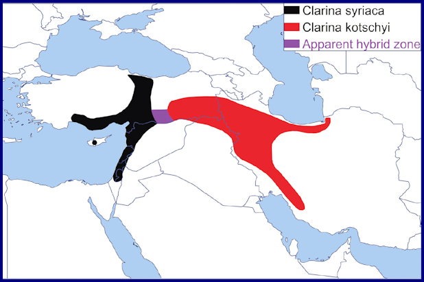 Global distribution of Clarina syriaca. Map: &copy; Aristophanous, Pittaway & Aristophanous, 2022.