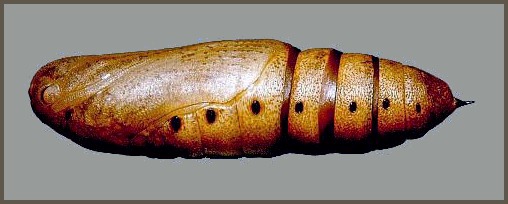 Pupa of Clarina syriaca, Yesiloz, near Alanya, Turkey, vi.2004. Photo: &copy; Tony Pittaway.