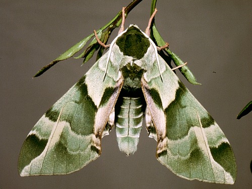 Resting male of Callambulyx tatarinovii tatarinovii, Beijing, China. Photo: &copy; Tony Pittaway.