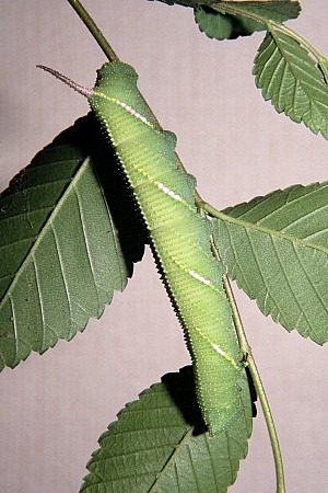 Final instar larva of Callambulyx tatarinovii tatarinovii, Beijing, China. Photo: &copy; Tony Pittaway.