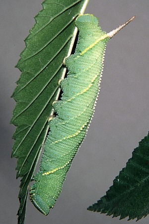 Final instar larva of Callambulyx tatarinovii tatarinovii, Beijing, China. Photo: &copy; Tony Pittaway.