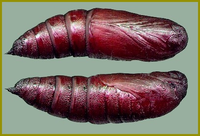 Pupa of Callambulyx tatarinovii tatarinovii, Beijing, China. Photo: &copy; Tony Pittaway.