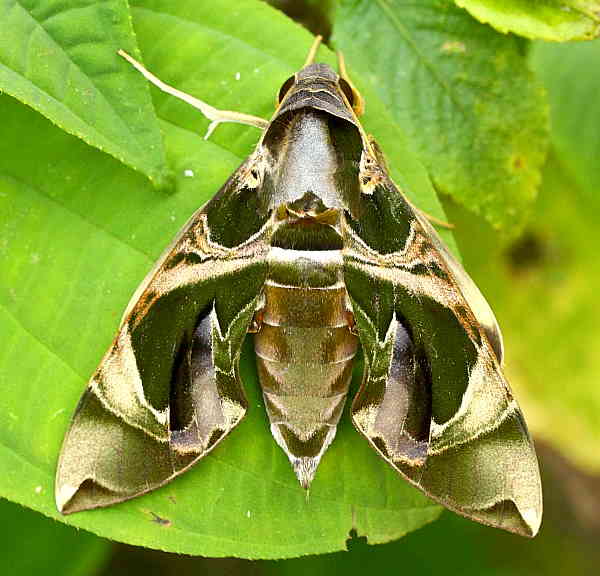 Female Daphnis hypothous crameri, Phu Phan, Laos, 1980m. Photo: &copy; Jean Haxaire.