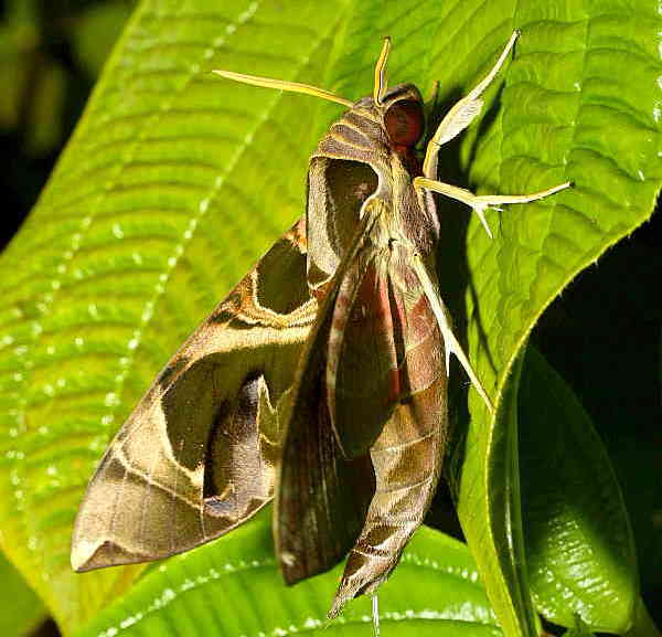 Male Daphnis hypothous crameri, Phu Phan, Laos, 1980m. Photo: &copy; Jean Haxaire.