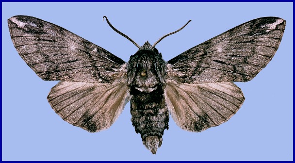 Adult Dolbina elegans, Akbez, Turkey. Photo: &copy; Tony Pittaway, NHMUK.