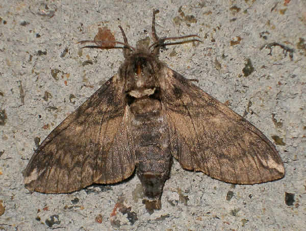 Female Dolbina elegans, Kotovsk, Odessa region, Ukraine, 11.viii.2009. Photo: &copy; Yevgeniy Khalaim.
