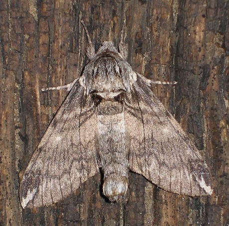 Male Dolbina elegans, Kotovsk, Odessa region, Ukraine, 26.vii.2010. Photo: &copy; Yevgeniy Khalaim.