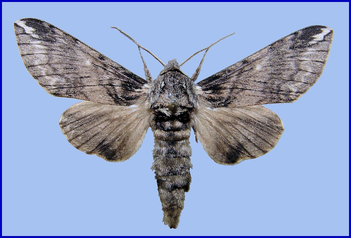 Male Dolbina elegans, Kotovsk, Odessa region, Ukraine. Photo: &copy; Vladimir Kiselev.