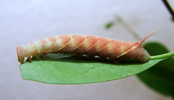 Red-flushed full-grown larva of Dolbina elegans, Kotovsk, Odessa region, Ukraine. Photo: &copy; Vladimir Kiselev.