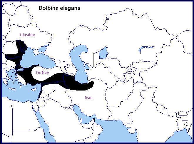 Global distribution of Dolbina elegans. Map: &copy; Tony Pittaway.
