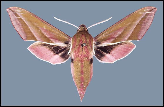 Male Deilephila elpenor elpenor, Tring, England. Photo: &copy; Tony Pittaway