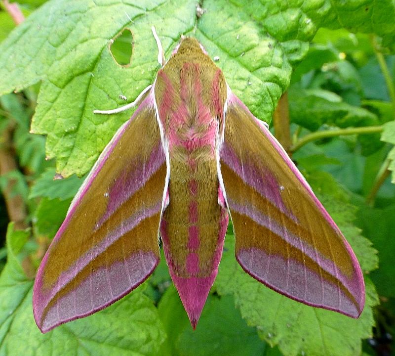 Female Deilephila elpenor elpenor, Oxfordshire, England. Photo: &copy; Tony Pittaway
