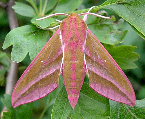 Male Deilephila elpenor elpenor, Oxfordshire, England. Photo: &copy; Tony Pittaway