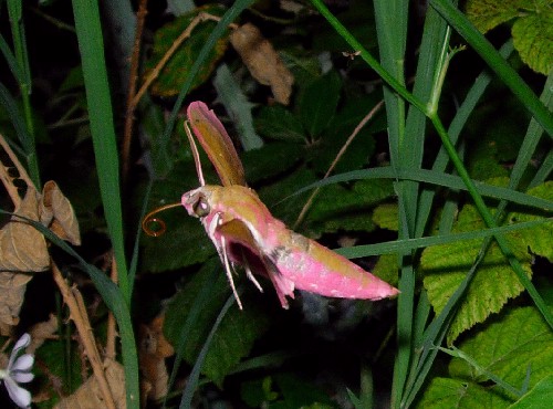 Male Deilephila elpenor elpenor feeding, Catalonia, Spain. Photo: &copy; Ben Trott