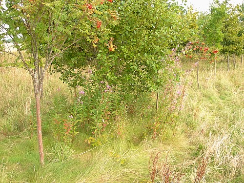 Typical habitat of Deilephila elpenor elpenor, Oxfordshire, England. Photo: &copy; Tony Pittaway