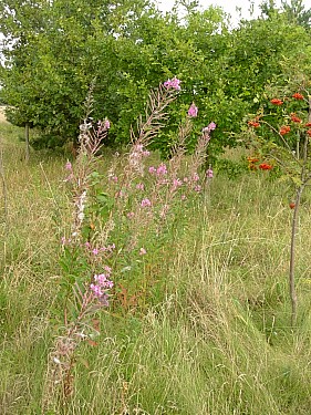 Typical habitat of Deilephila elpenor elpenor with Epilobium angustifolium, Oxfordshire, England. Photo: &copy; Tony Pittaway