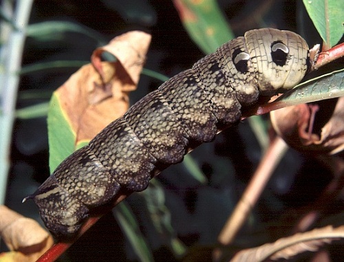 Final instar brown larval form of Deilephila elpenor elpenor, Oxfordshire, England. Photo: &copy; Tony Pittaway.