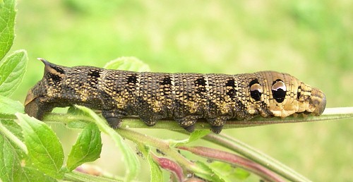 Final instar brown larval form of Deilephila elpenor elpenor, Oxfordshire, England. Photo: &copy; Tony Pittaway.