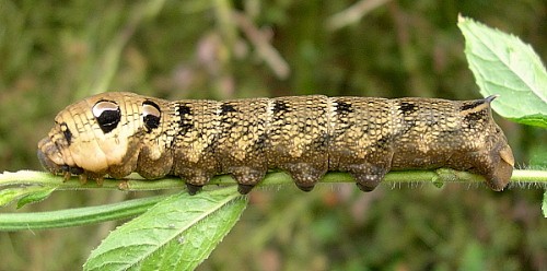 Final instar brown larval form of Deilephila elpenor elpenor, Oxfordshire, England. Photo: &copy; Tony Pittaway.