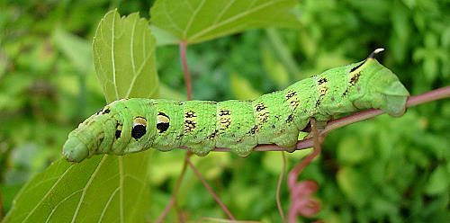 Final instar green larval form of Deilephila elpenor elpenor, Catalonia, Spain. Photo: &copy; Ben Trott.