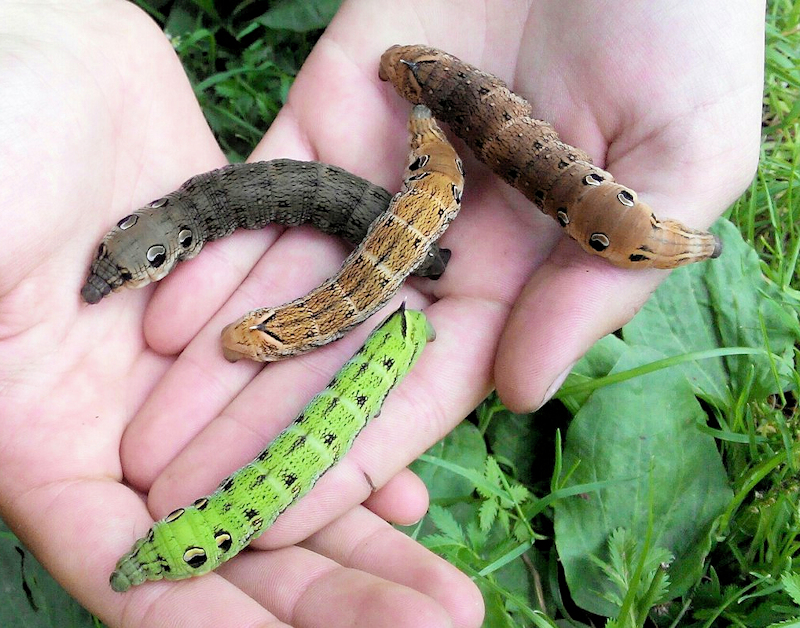 Different larval colour forms of Deilephila elpenor elpenor, Krasnoyarsk area, Siberia, Russia. Photo: &copy; Leonid Strelok.
