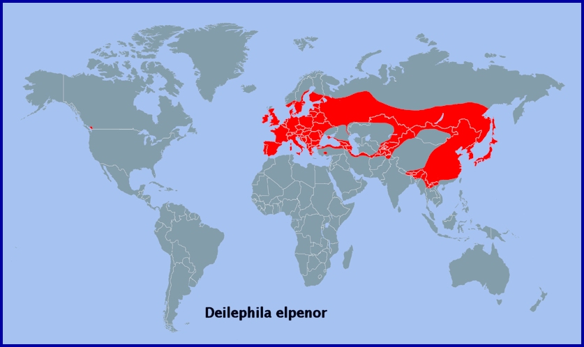 Global distribution of Deilephila elpenor. Map: &copy; Tony Pittaway.