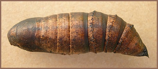 Pupa of Deilephila elpenor elpenor (dorsal view), Oxfordshire, England. Photo: &copy; Tony Pittaway.