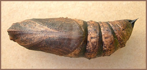 Pupa of Deilephila elpenor elpenor (ventral view), Oxfordshire, England. Photo: &copy; Tony Pittaway.