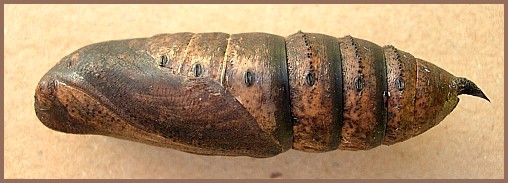 Pupa of Deilephila elpenor elpenor (lateral view), Oxfordshire, England. Photo: &copy; Tony Pittaway.