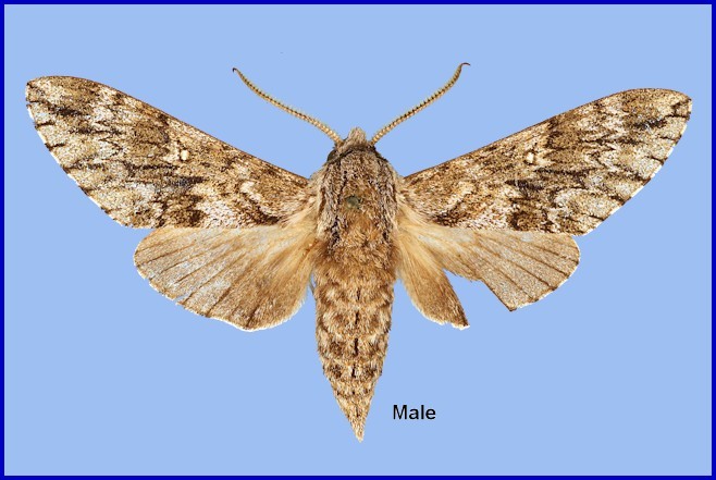Male Dolbina grisea. Photo: &copy; NHMUK.