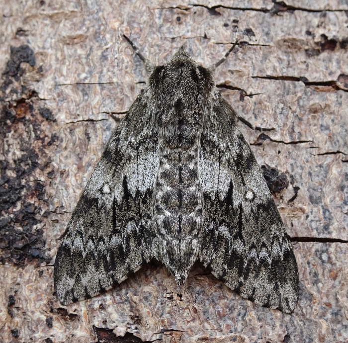 Female Dolbina grisea, ex Phandar, Gilgit-Baltistan, Pakistan, 2500m, bred 2022, leg. Serge Yevdoshenko. Photo: &copy; Tony Pittaway.