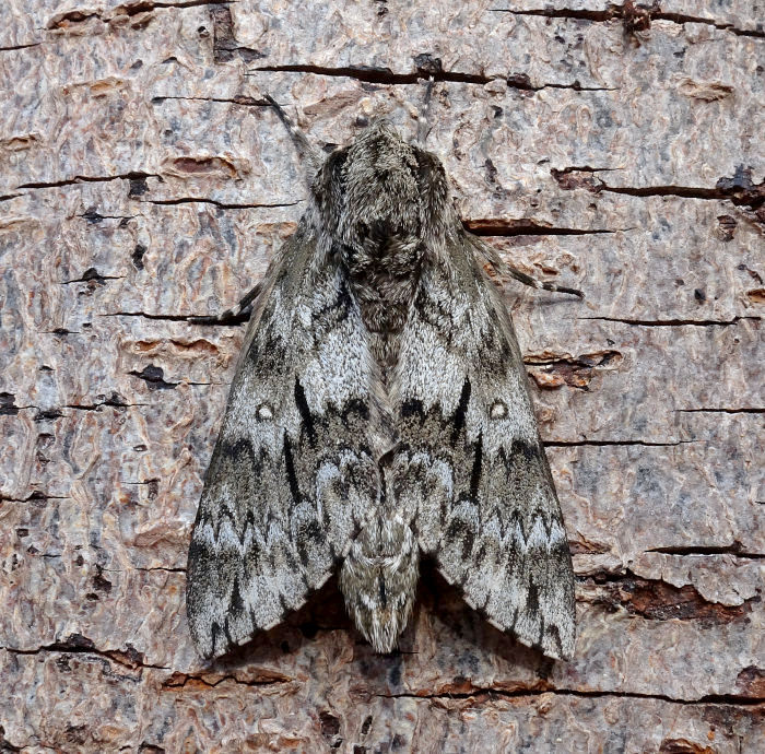 Male Dolbina grisea, ex Phandar, Gilgit-Baltistan, Pakistan, 2500m, bred 2022, leg. Serge Yevdoshenko. Photo: &copy; Tony Pittaway.
