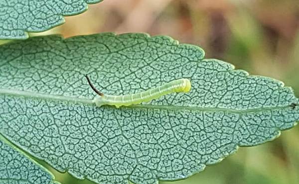 First instar larva of Dolbina grisea on Fraxinus sogdiana, Gilgit-Baltistan, Pakistan, 13.vii.2018, 2500m. Photo: &copy; Serge Yevdoshenko.