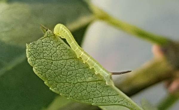First instar larva of Dolbina grisea on Fraxinus sogdiana, Gilgit-Baltistan, Pakistan, 13.vii.2018, 2500m. Photo: &copy; Serge Yevdoshenko.