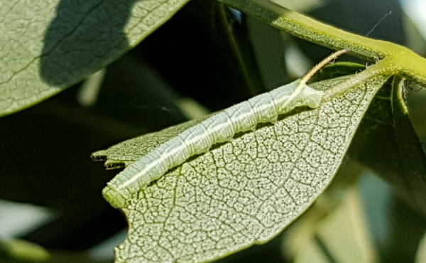 Second instar larva of Dolbina grisea on Fraxinus sogdiana, Gilgit-Baltistan, Pakistan, 14.vii.2018, 2500m. Photo: &copy; Serge Yevdoshenko.