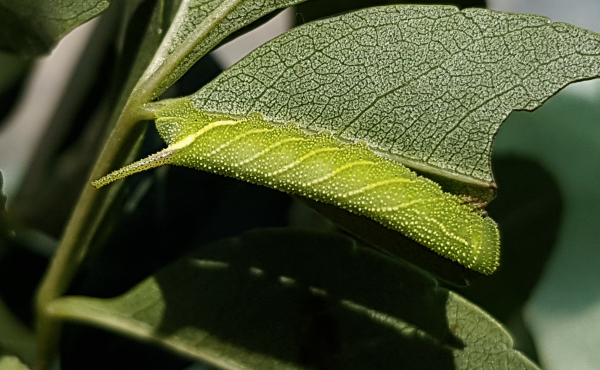 Fourth instar larva (apple-green form) of Dolbina grisea on Fraxinus sogdiana, Gilgit-Baltistan, Pakistan, 14.vii.2018, 2500m. Photo: &copy; Serge Yevdoshenko.