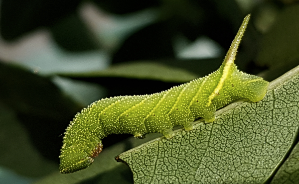 Fourth instar larva (apple-green form) of Dolbina grisea on Fraxinus sogdiana, Gilgit-Baltistan, Pakistan, 14.vii.2018, 2500m. Photo: &copy; Serge Yevdoshenko.