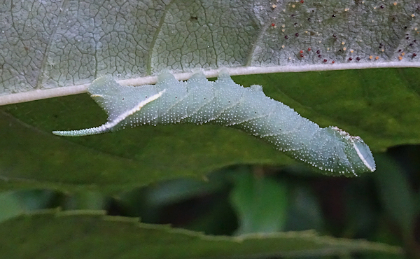 Fourth instar larva (bluish-grey form) of Dolbina grisea on Fraxinus, ex Phandar, Gilgit-Baltistan, Pakistan, 2500m, bred 2022, leg. Serge Yevdoshenko. Photo: &copy; Tony Pittaway.