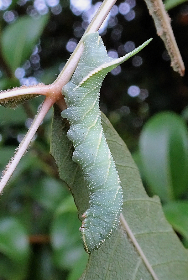 Fourth instar larva (bluish-grey form) of Dolbina grisea on Fraxinus, ex Phandar, Gilgit-Baltistan, Pakistan, 2500m, bred 2022, leg. Serge Yevdoshenko. Photo: &copy; Tony Pittaway.