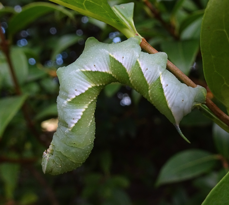 Fifth and final instar larva (bluish-grey form) of Dolbina grisea on Ligustrum, ex Phandar, Gilgit-Baltistan, Pakistan, 2500m, bred 2022, leg. Serge Yevdoshenko. Photo: &copy; Tony Pittaway.