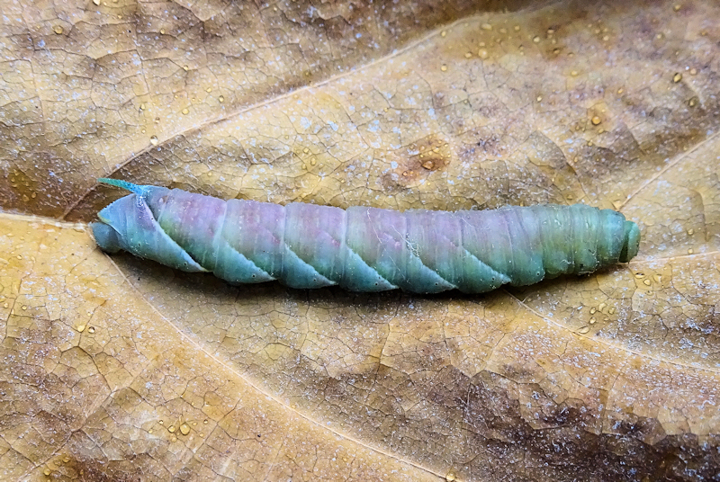 Pre-pupation larva (bluish-grey form) of Dolbina grisea, ex Phandar, Gilgit-Baltistan, Pakistan, 2500m, bred 2022, leg. Serge Yevdoshenko. Photo: &copy; Tony Pittaway.